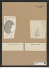 Coscinodiscus radiatus var. irregularis Grun. (de-Toni-Nr.: Genus 202, Species 4972) Zeichnungen Sammlung Grunow Nr. 8584 (NHMW-BOT-W0378234)